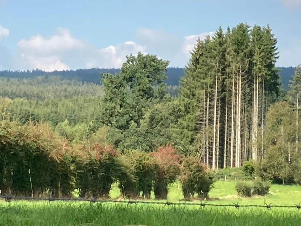 Region [summer] (>5 km)