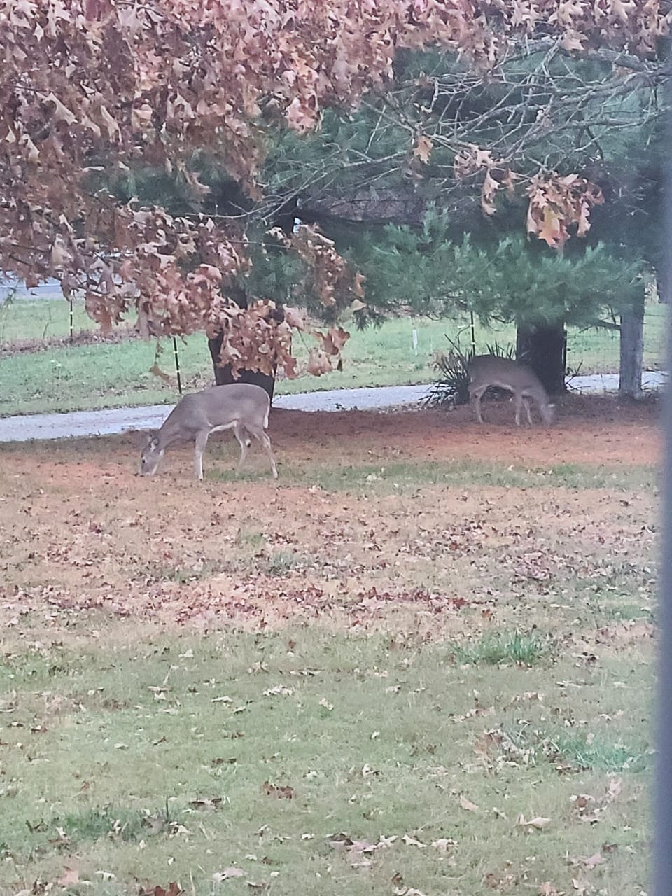 front yard