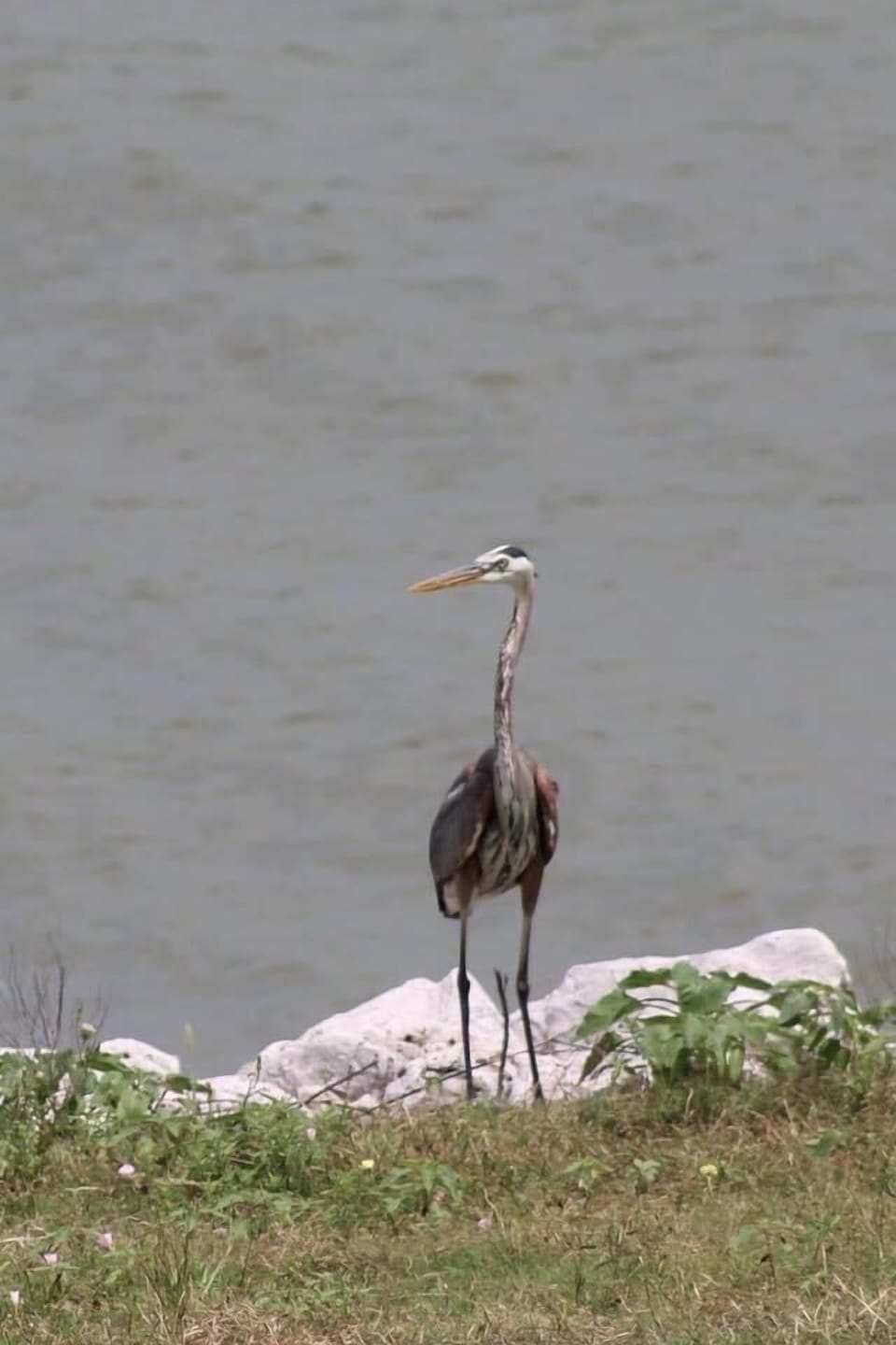 Birding is a popular activity 