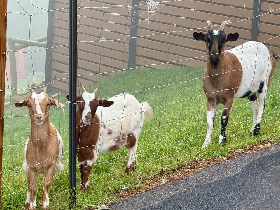 Meet Patches, Lala, and Carmella!