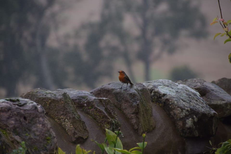 Garden visitor
