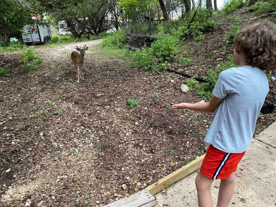 The sweet and docile deer are always up for a snack! That's why we provide deer food so you can feed our furry friends if you would like to.
