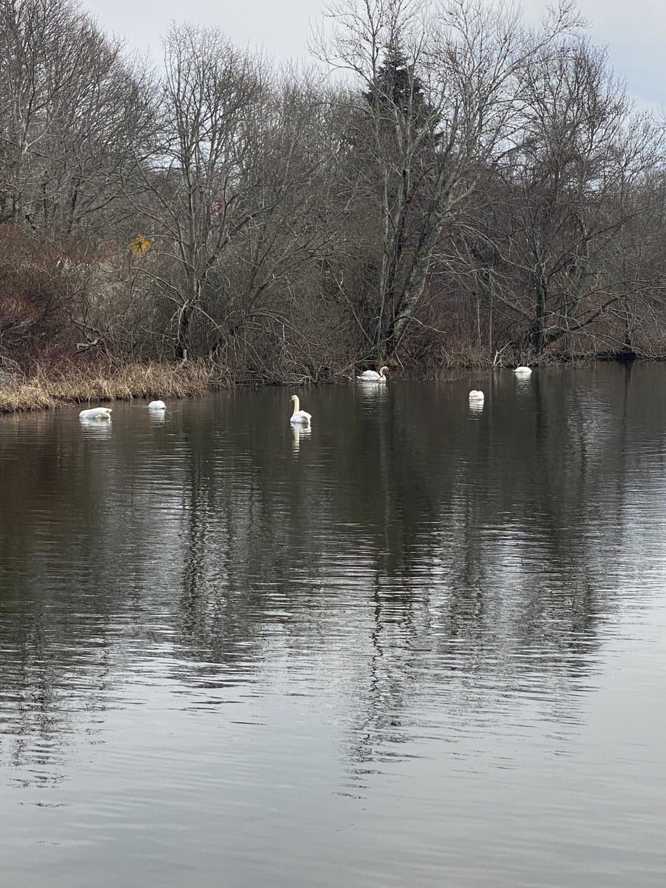View of Shawme Pond and our wonderful swans from Rose Cottage