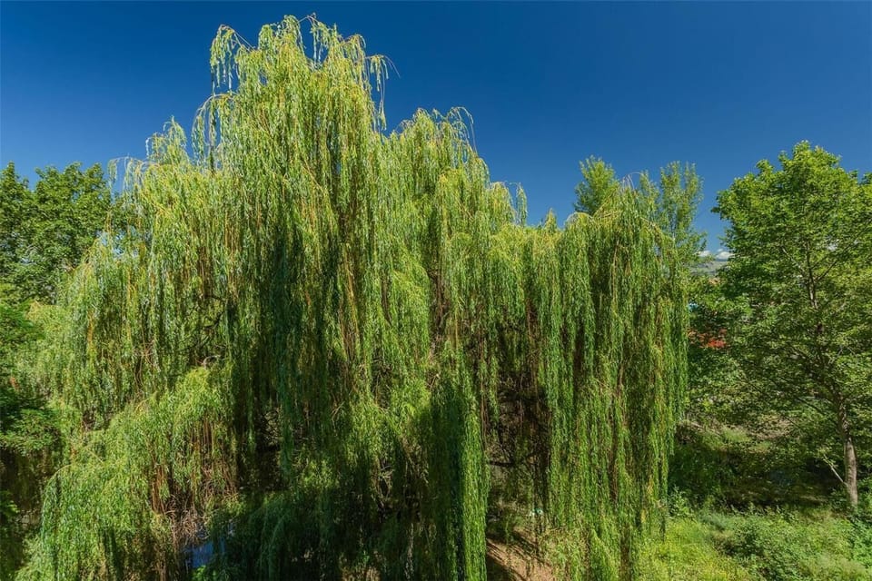 Creekside view from balcony