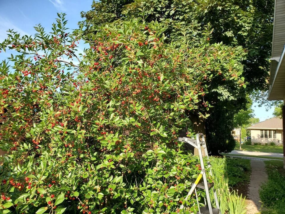 Enjoy the side yard garden with beautiful flowers and a sour cherry tree ready for picking in June/July.