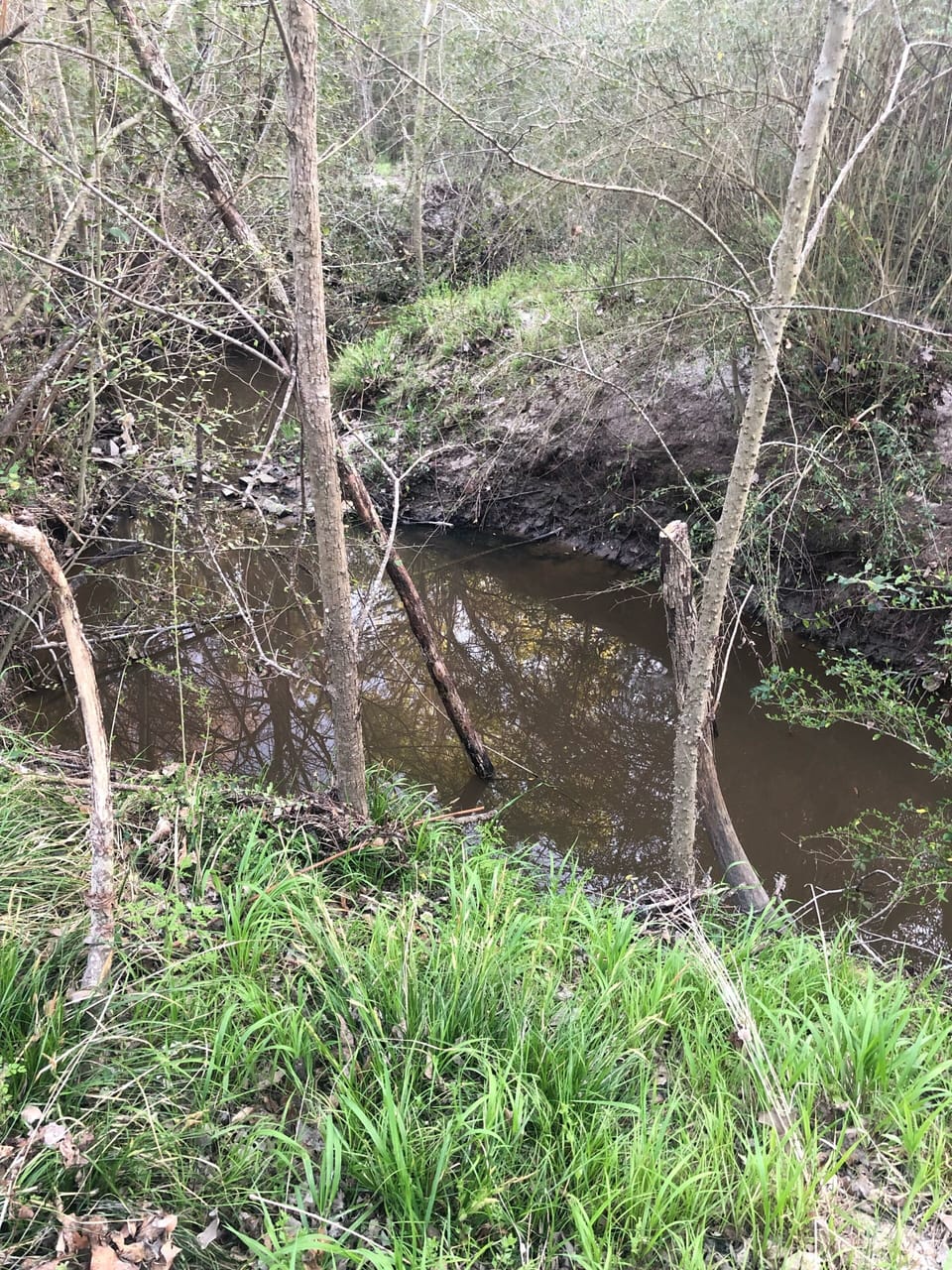 Minnows have been seen in the wet weather creek.