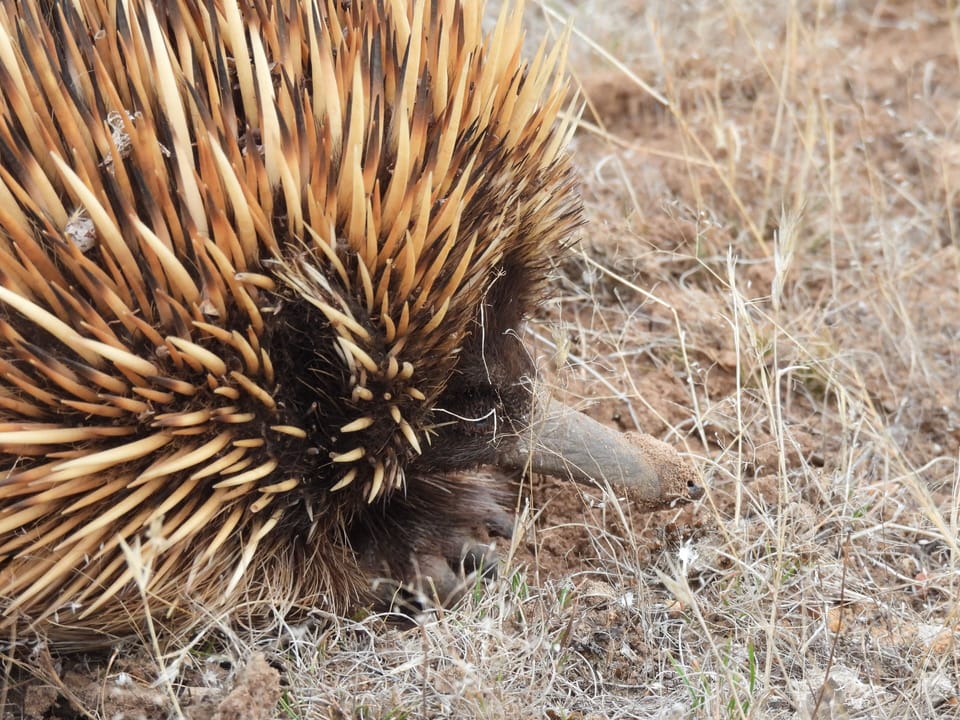 This little fellow moved up to my feet. Stand still - they feel the vibrations.