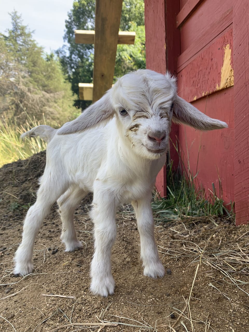 Goat Babies at Big Cedars Farm and Wandering Goat Lodge 