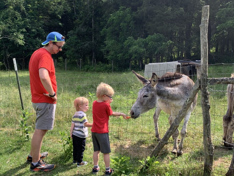  Donkeys at Wandering Goat Lodge are friendly-- feed them with a low, open palm.