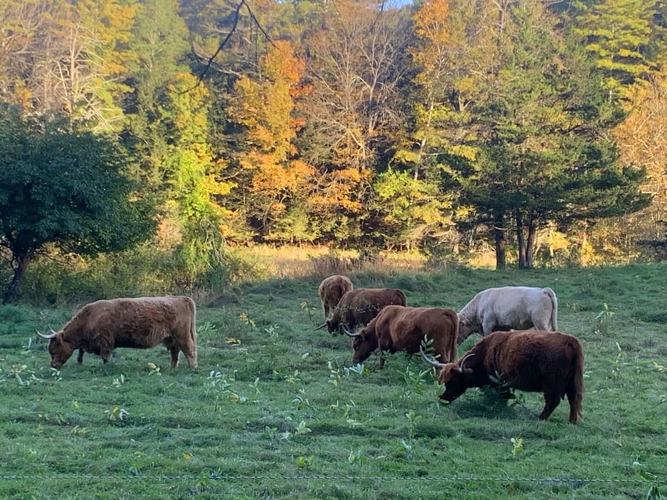 lots to see on walks in the area