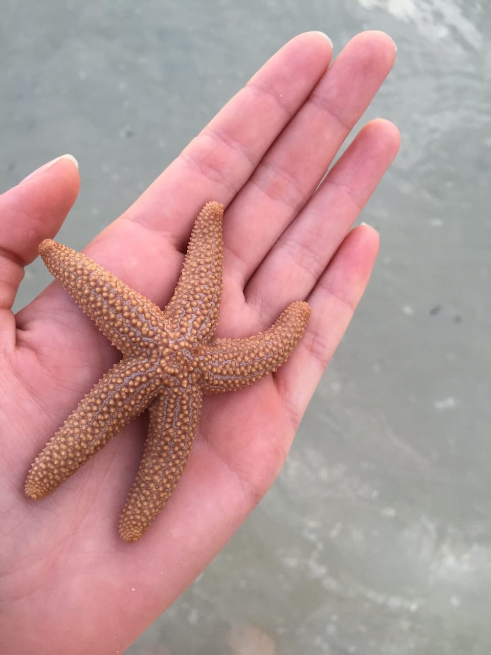 Starfish