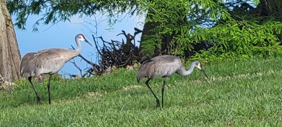 Sand Hill Cranes wandering through