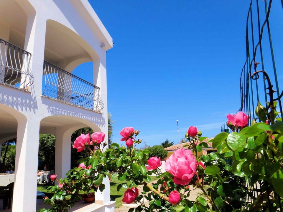 Flower, Sky, Plant, Building, Property, Window, Petal, Botany, House, Architecture