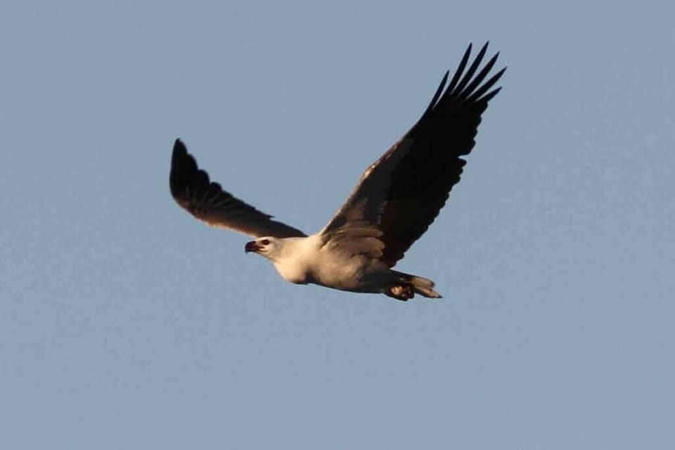 Local White Belly Sea Eagle
