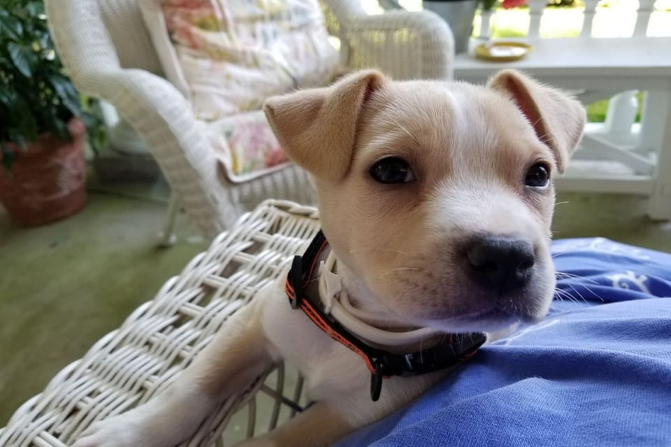 Pets welcome with lots of open green space