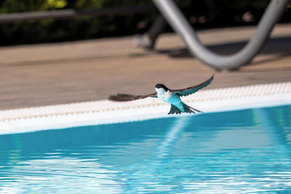 Outdoor pool, open 10:30 AM to 7:30 PM, sun loungers