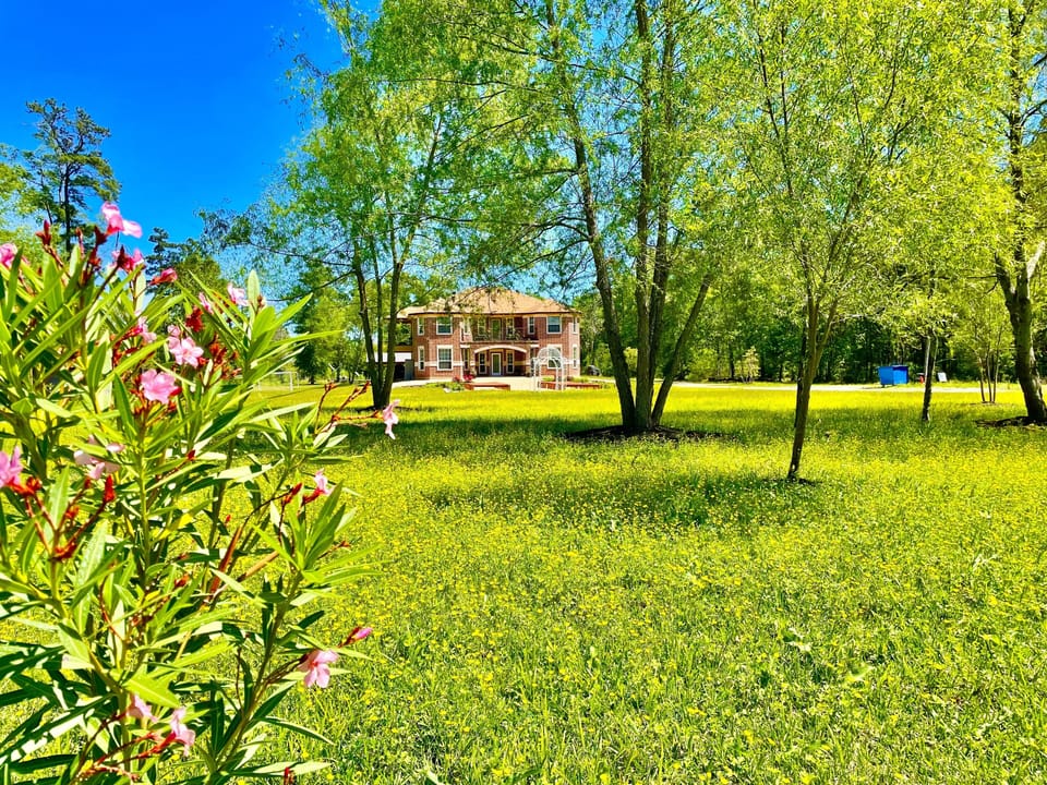 The flowers bloom all seasons in the front yard—yellow wildflowers in March.