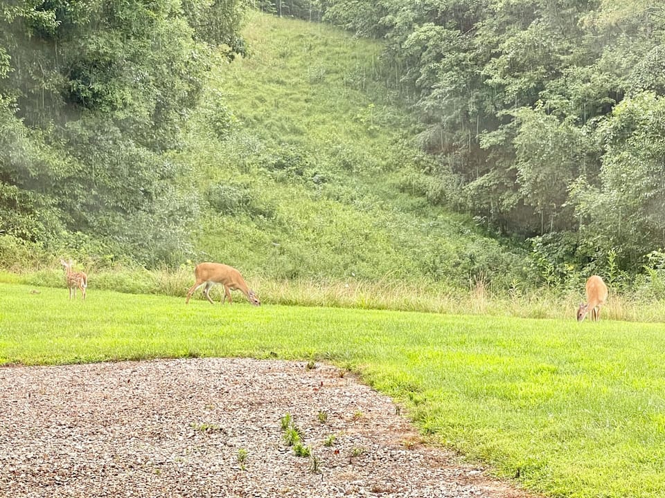 Looking out the window into the backyard at the wildlife.