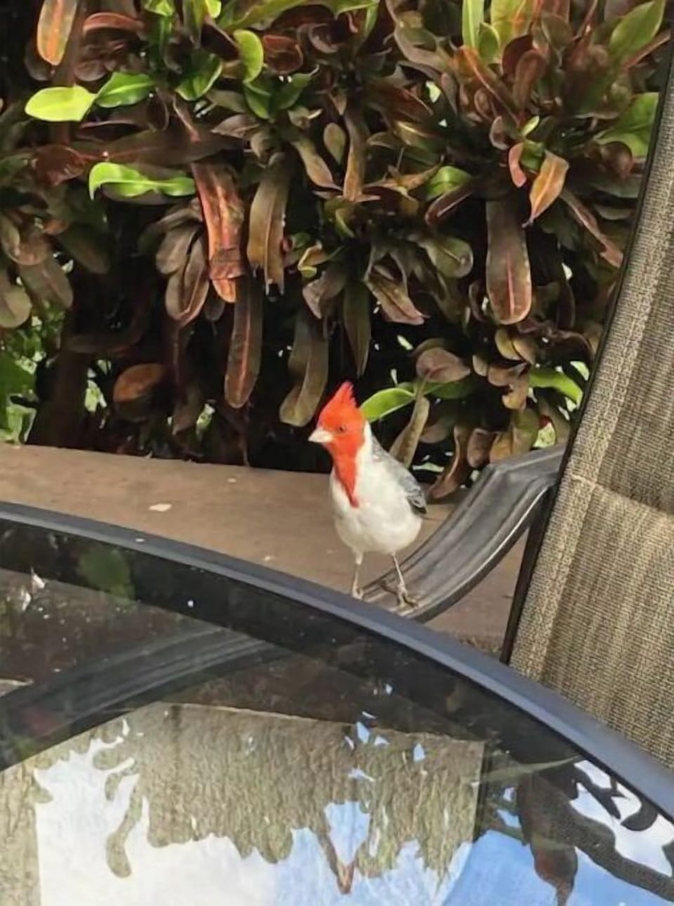 A morning visitor.  