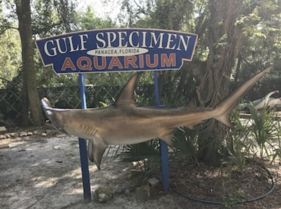 Kids of all ages will enjoy the aquarium in Panacea. 