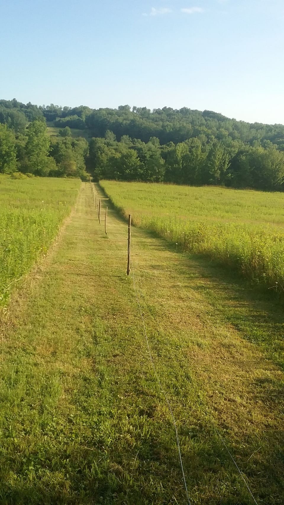 Mowed walking path/fence line