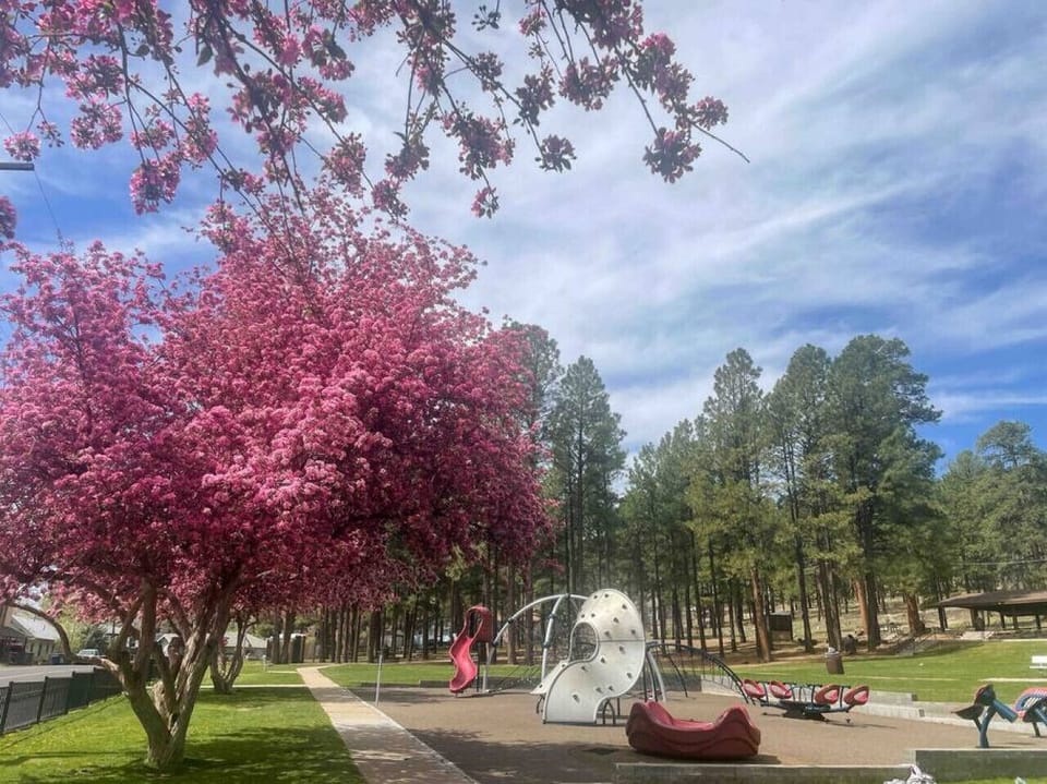 One of the best local parks just down the street, surrounded by cherry blossoms in the summer