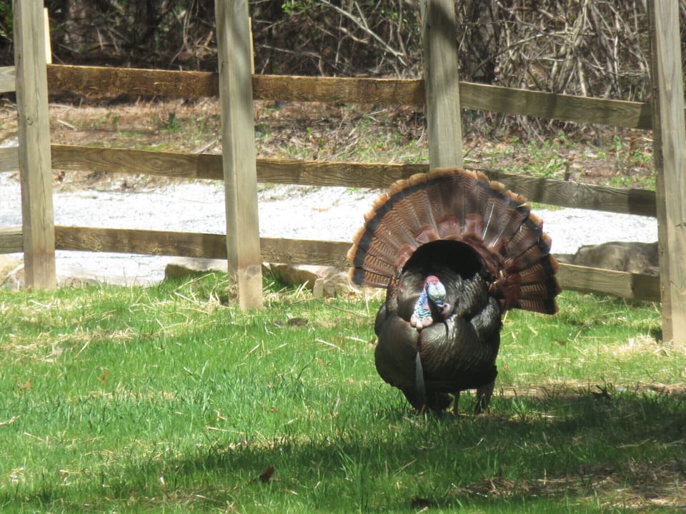 Wild tom turkey