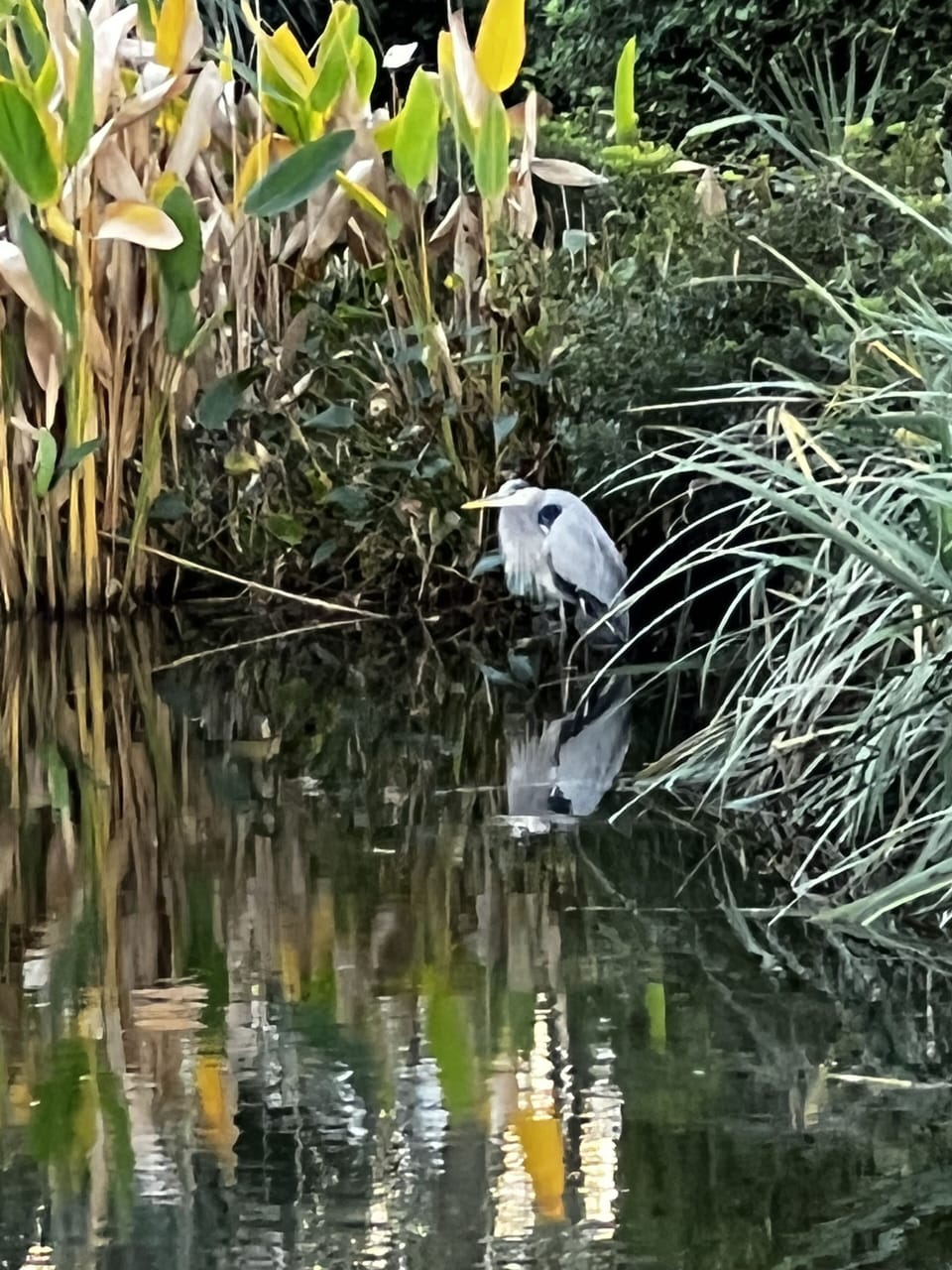 Great Blue Heron frequent the area in front of and near the house.