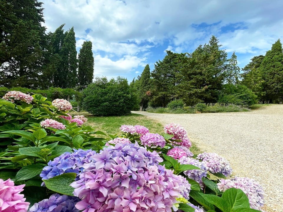 Garden [summer]