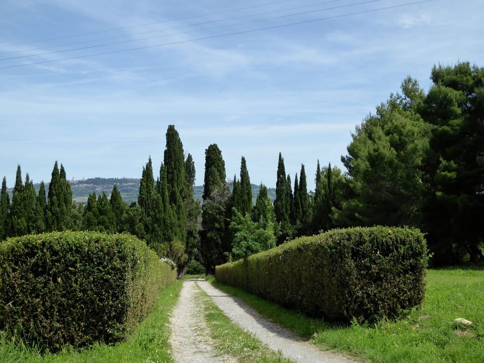 Garden [summer]
