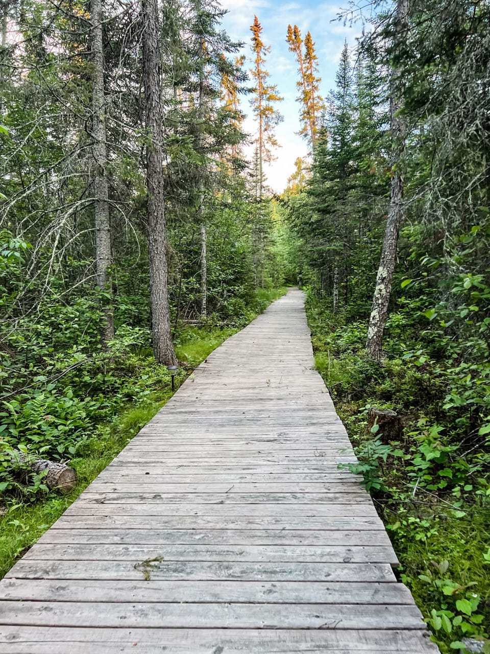 Beautiful 600 foot bog walk to dock 