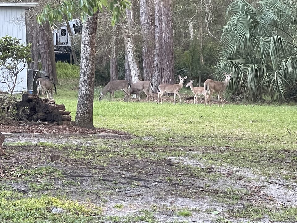 Deers!!