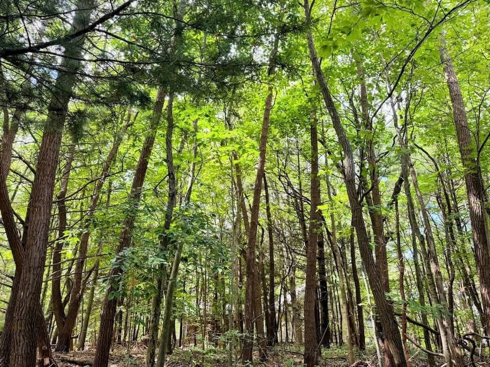 Pines, hardwoods, and a hush that feels ancient. In the evening, the whole yard twinkles with fireflies and stories waiting to be told.