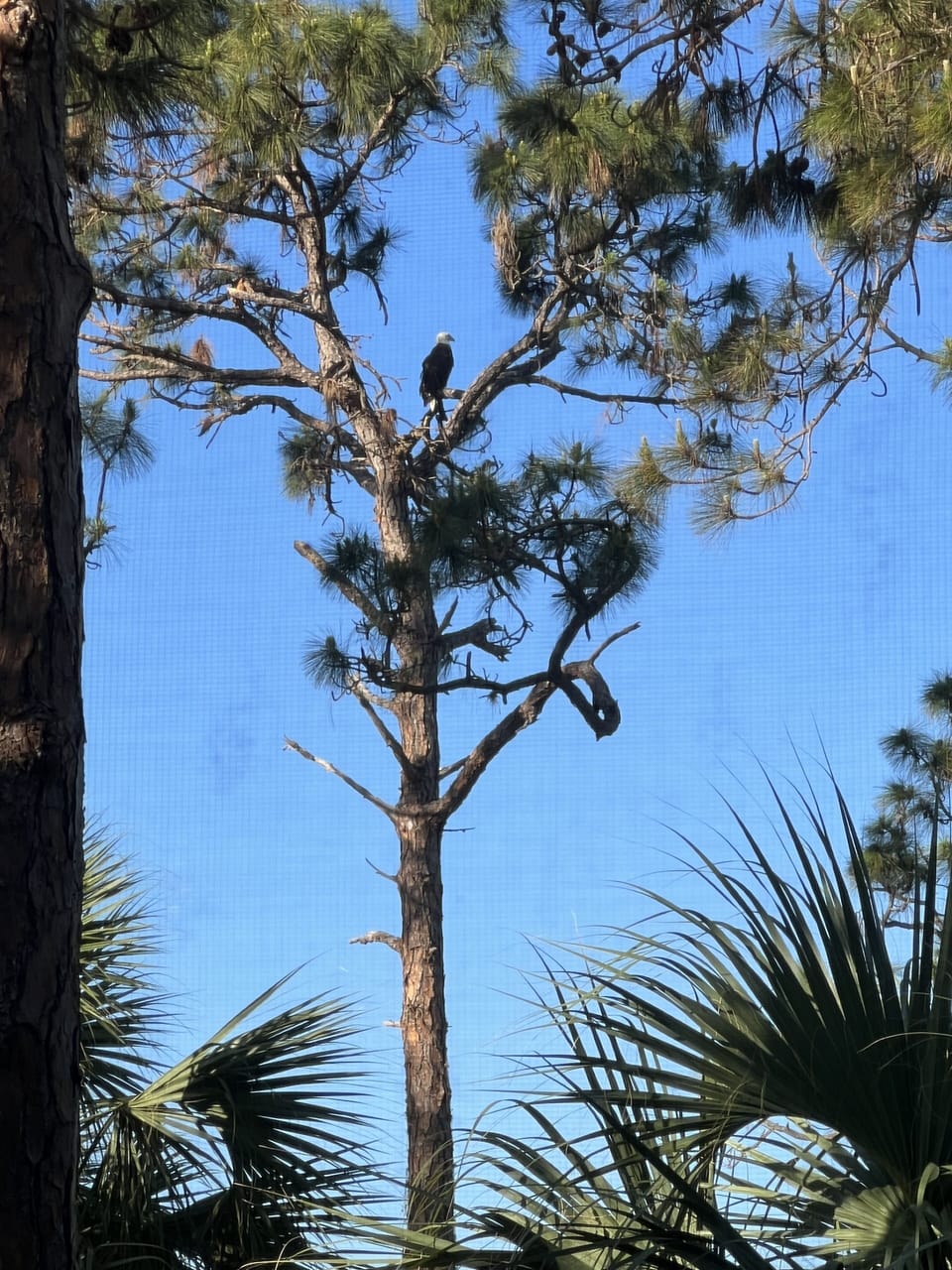 Bald eagle perched directly outside our lanai. Bonita Bay is Audubon Sanctuary.
