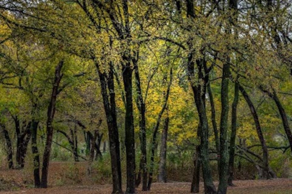 McCord Park
Tree-filled area with a pond & disc golf