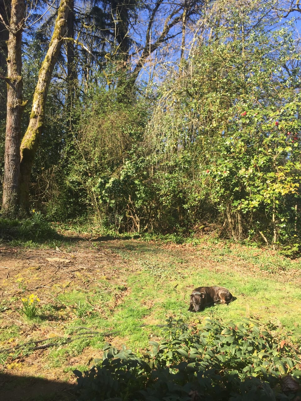 Side/back yard - a small trail is nestled behind the trees.