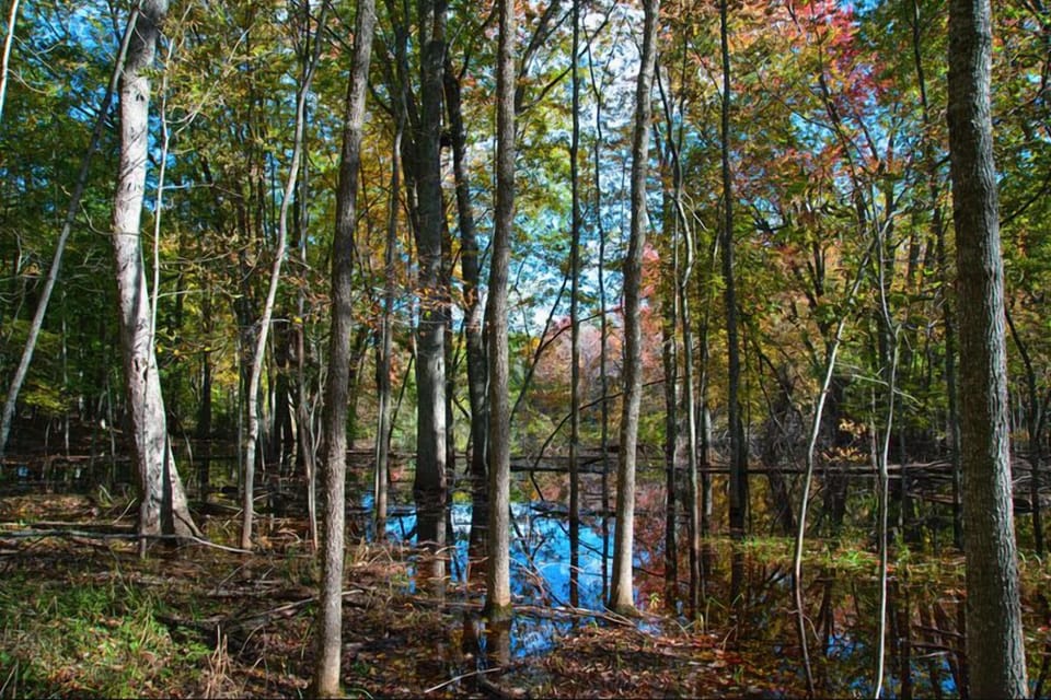 Anderson's Pond inside the 26 acres of hiking trails.