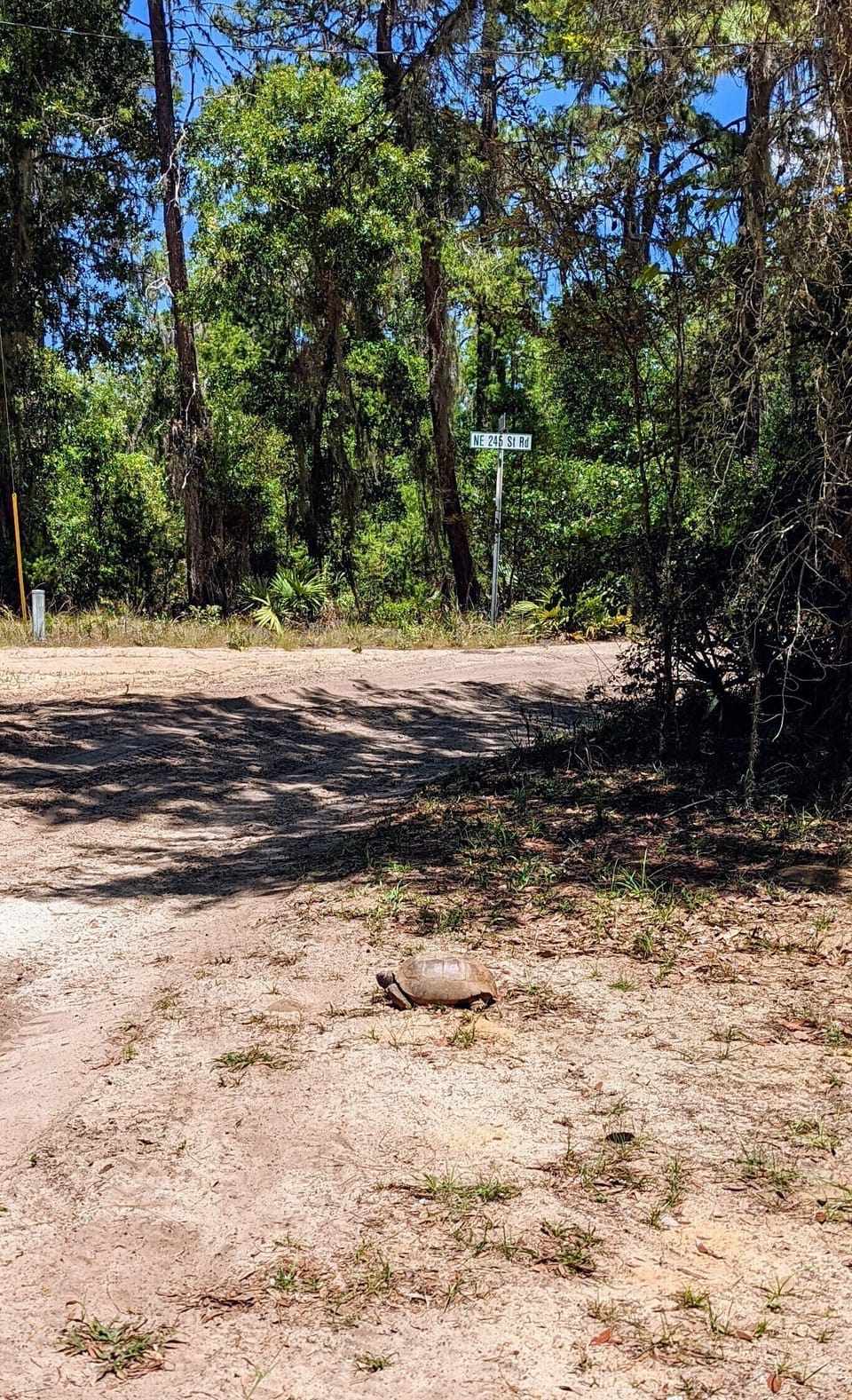 SLOW Turtle Crossing