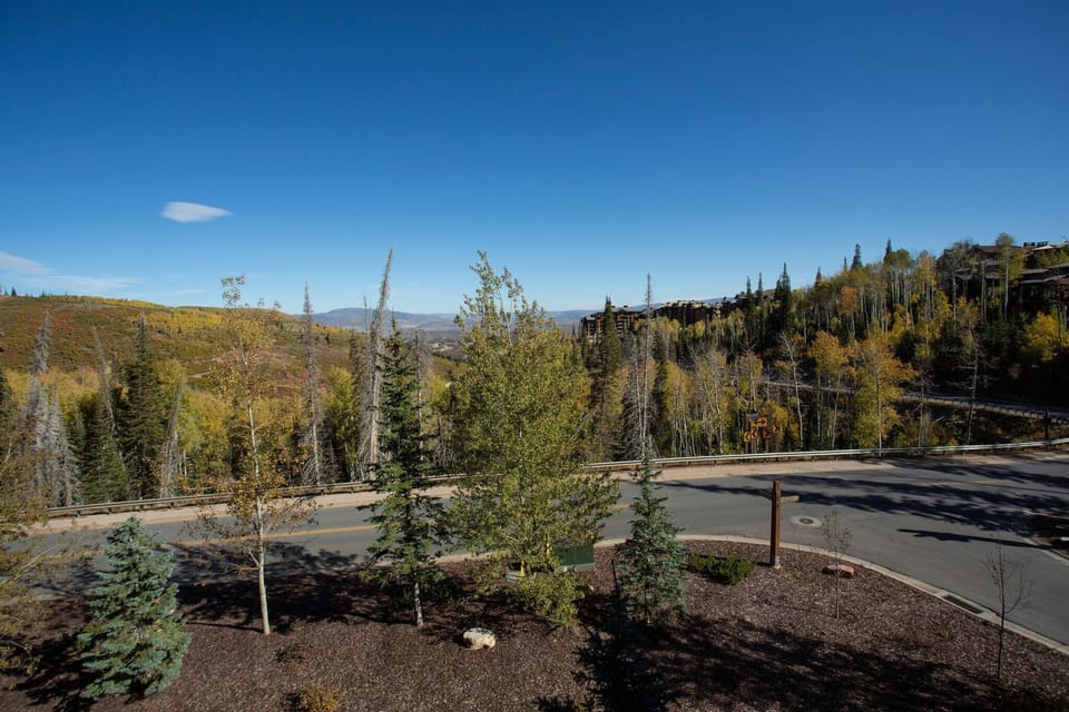 Tree, Fir, Road, Outdoors, Nature