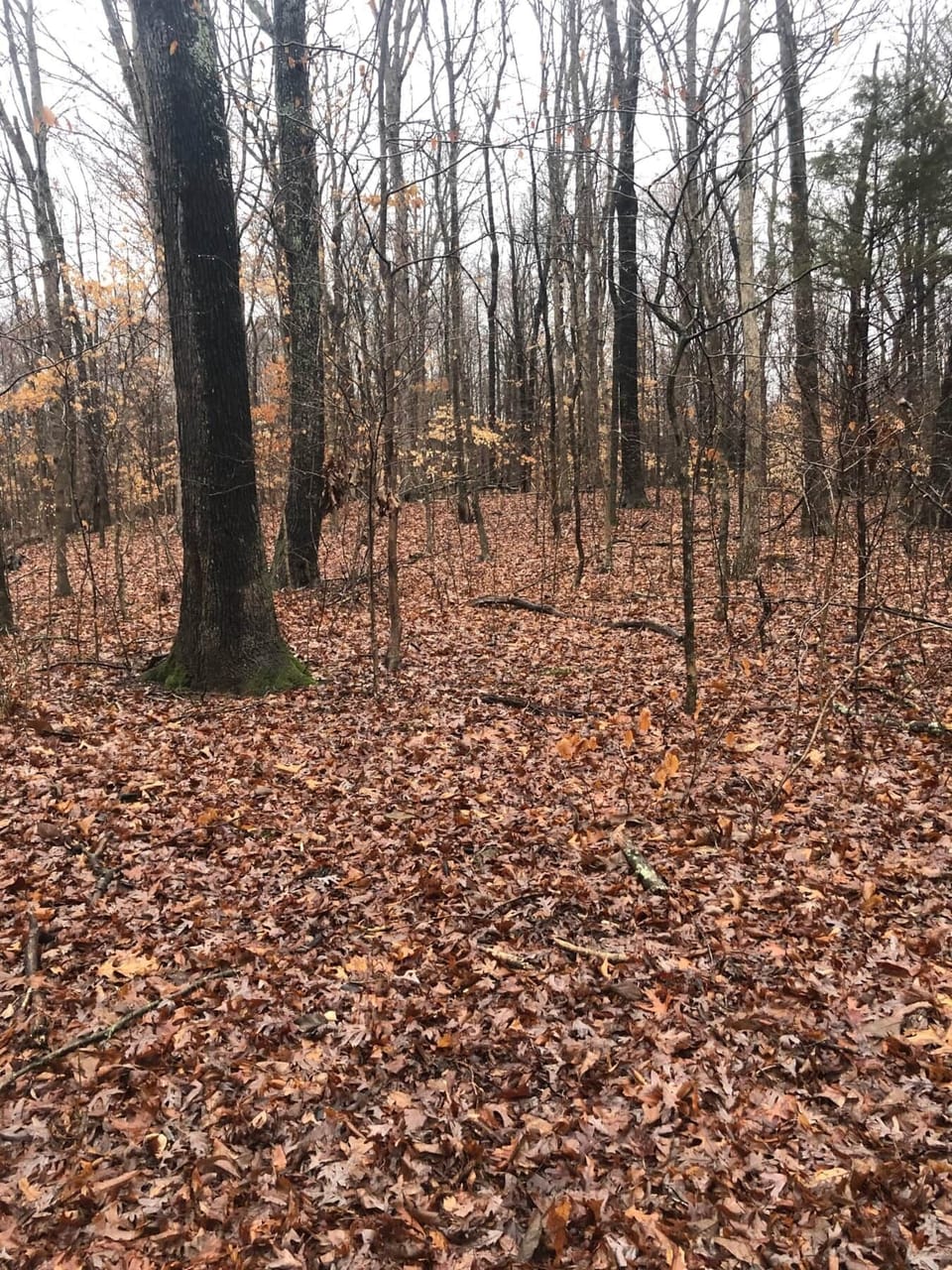 Wood behind properties