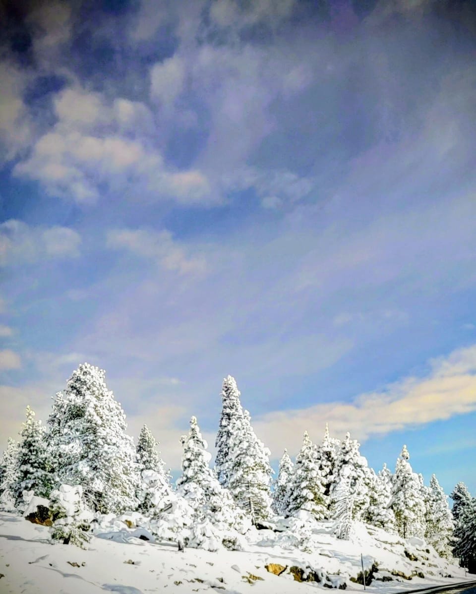 A beautiful view of the snowcapped trees on your way to Bear Valley