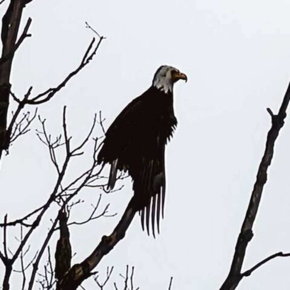 If you look carefully, you may be able to spot an eagle, ducks, and other unique wildlife in the area!