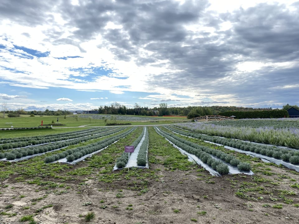 Nearby adventures to the Lavender farm
