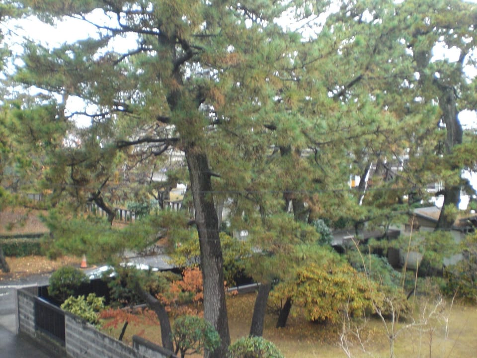 park view