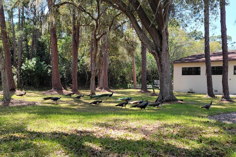 Peacocks On-Site | Poultry Feed Provided | Feed the Peacocks