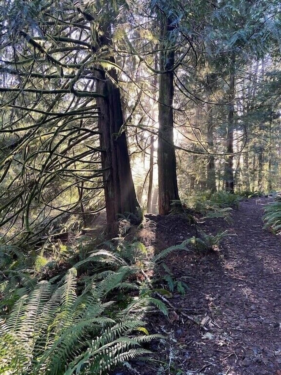 Forest trails  and forest bathing!