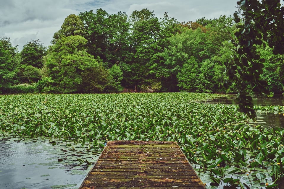 The dock over the lake at Kingfisher Cottage, Welsh Borders