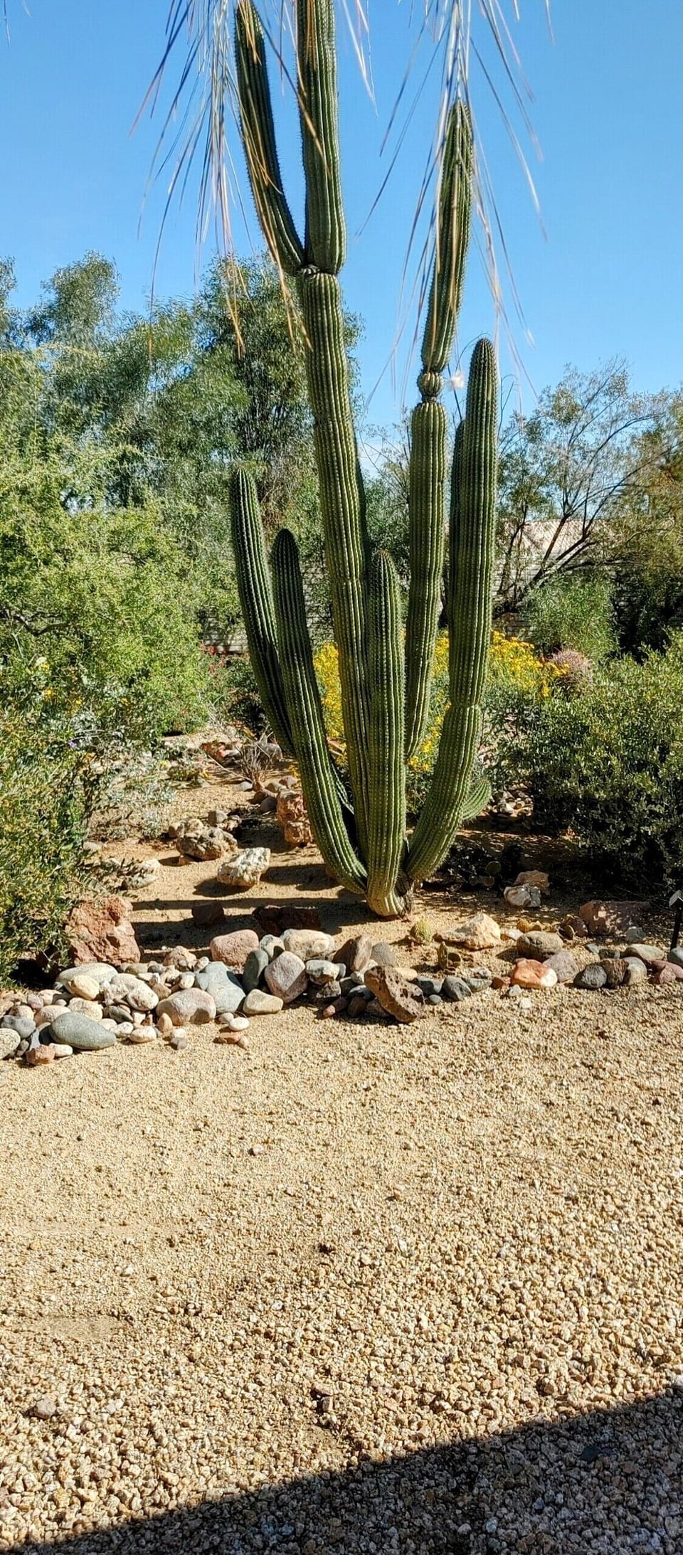 just one of many large mature cacti in this desert Oasis 