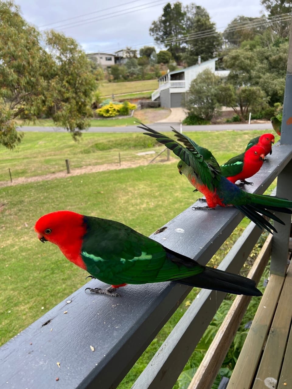 King Parrots coming for a feed