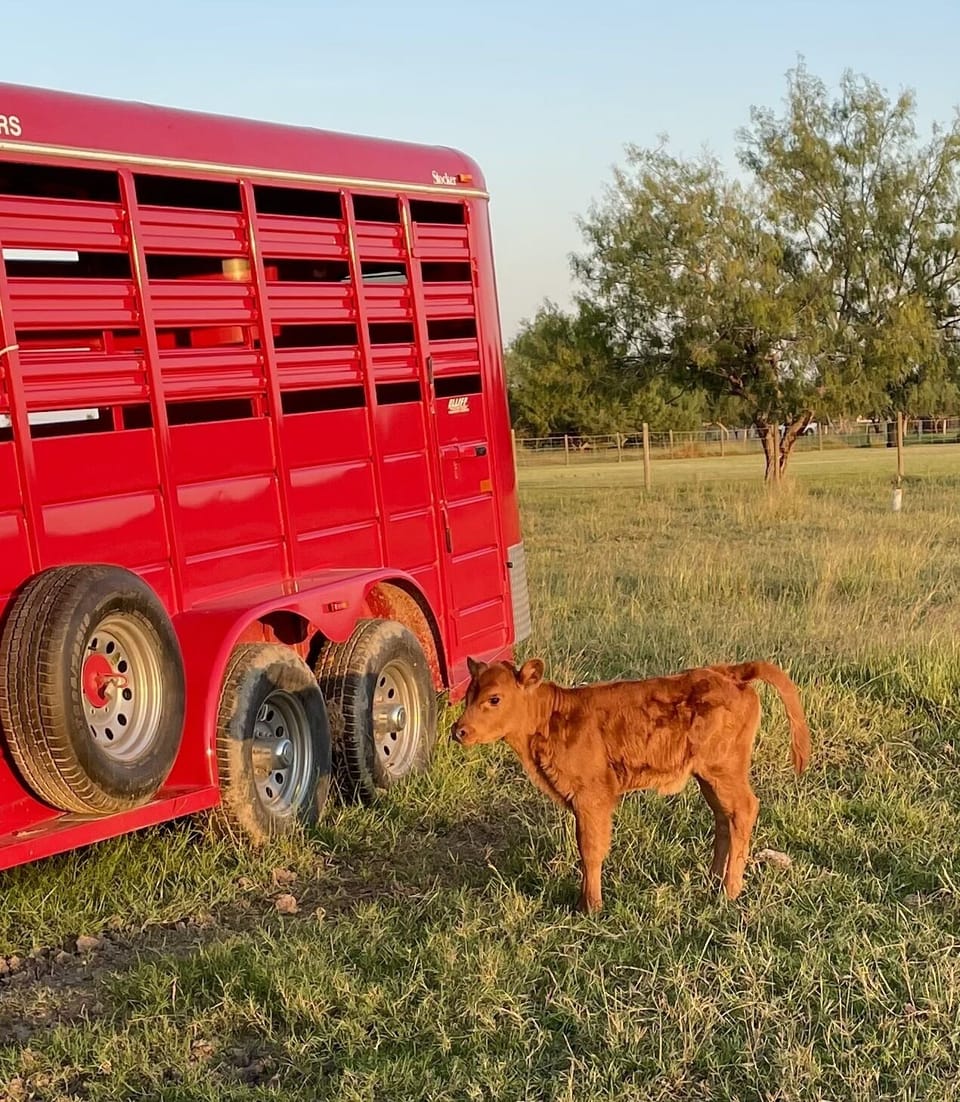 Say hello to the newest edition to Starry Creek Ranch! 